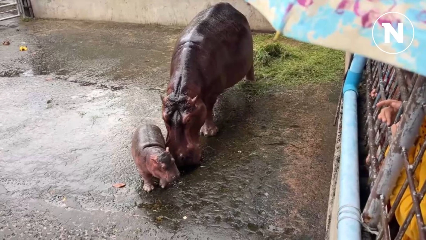 เปิดโหวตชื่อ "ลูกฮิปโป" ที่ศรีสะเกษ พร้อมส่องความหมาย 5 ชื่อที่มีให้เลือก