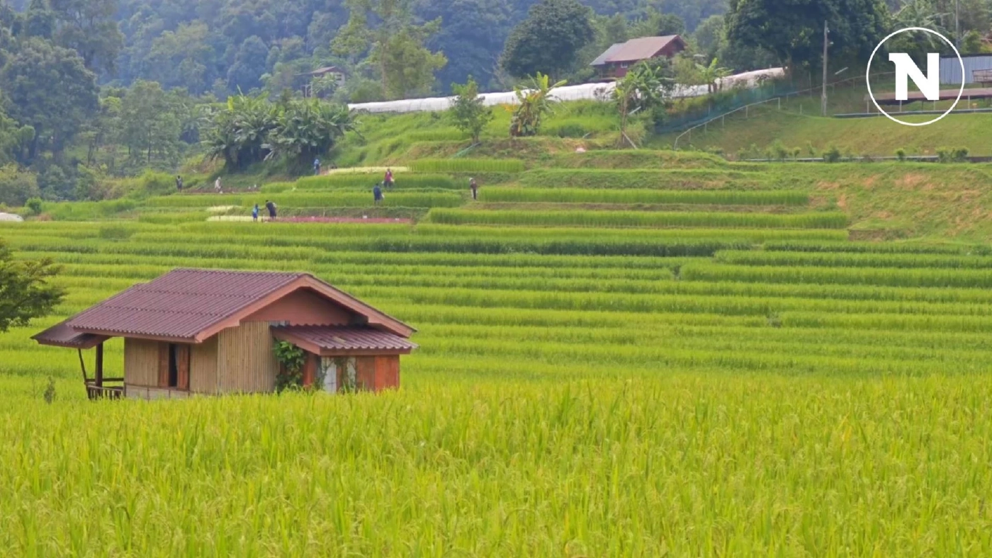 ชมความสวยงาม นาขั้นบันไดกลางหุบเขา ที่บ้านแม่กลางหลวง ช่วงปลายฝนต้นหนาว