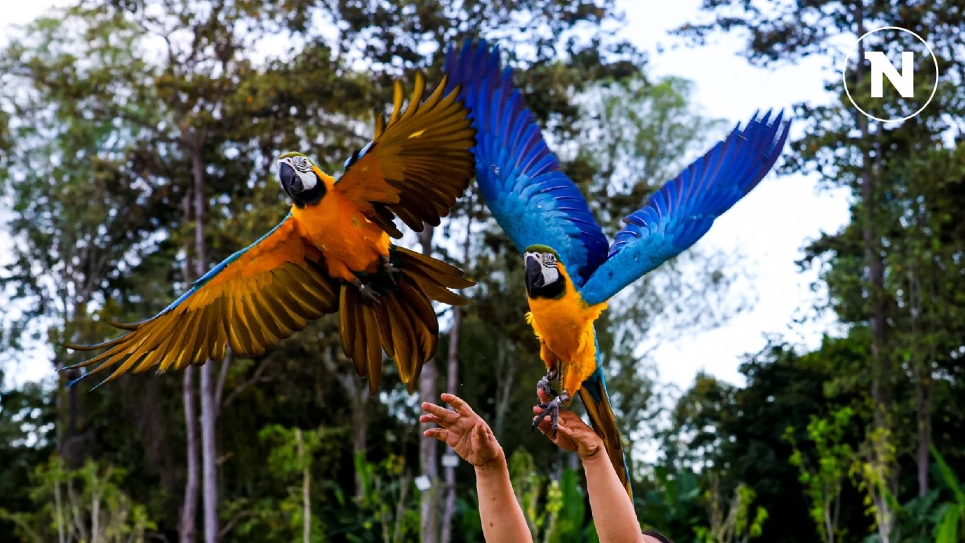 ชมนกแก้วบินอิสระ ที่สวน อบจ.เชียงใหม่ ท่ามกลางอากาศร่มรื่น ชมนกแก้วบินอิสระ ที่สวน อบจ.เชียงใหม่ ท่ามกลางอากาศร่มรื่น