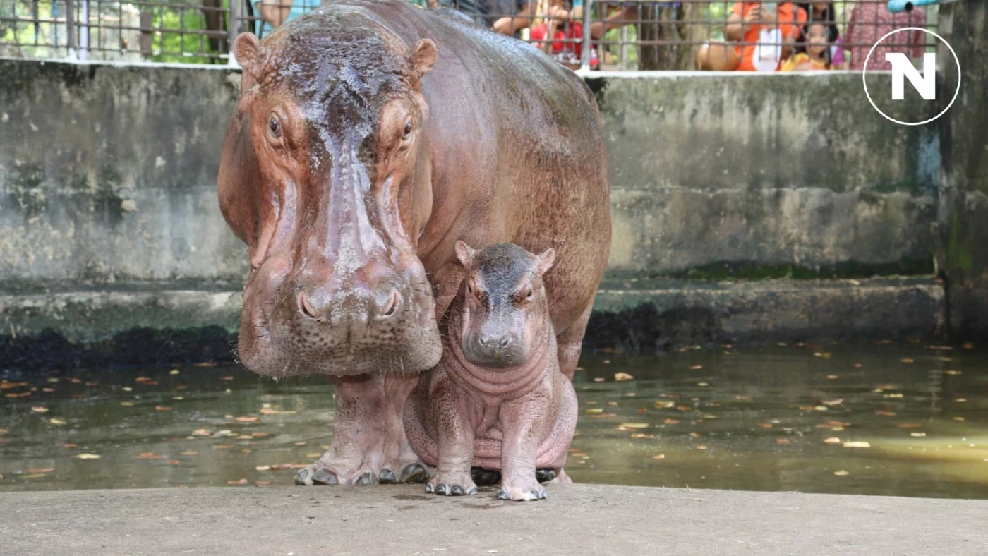 สวนสมเด็จฯ ศรีสะเกษ ชวนร่วมโหวตชื่อลูกฮิปโป พร้อมเปิด 5 ชื่อที่มีให้เลือก