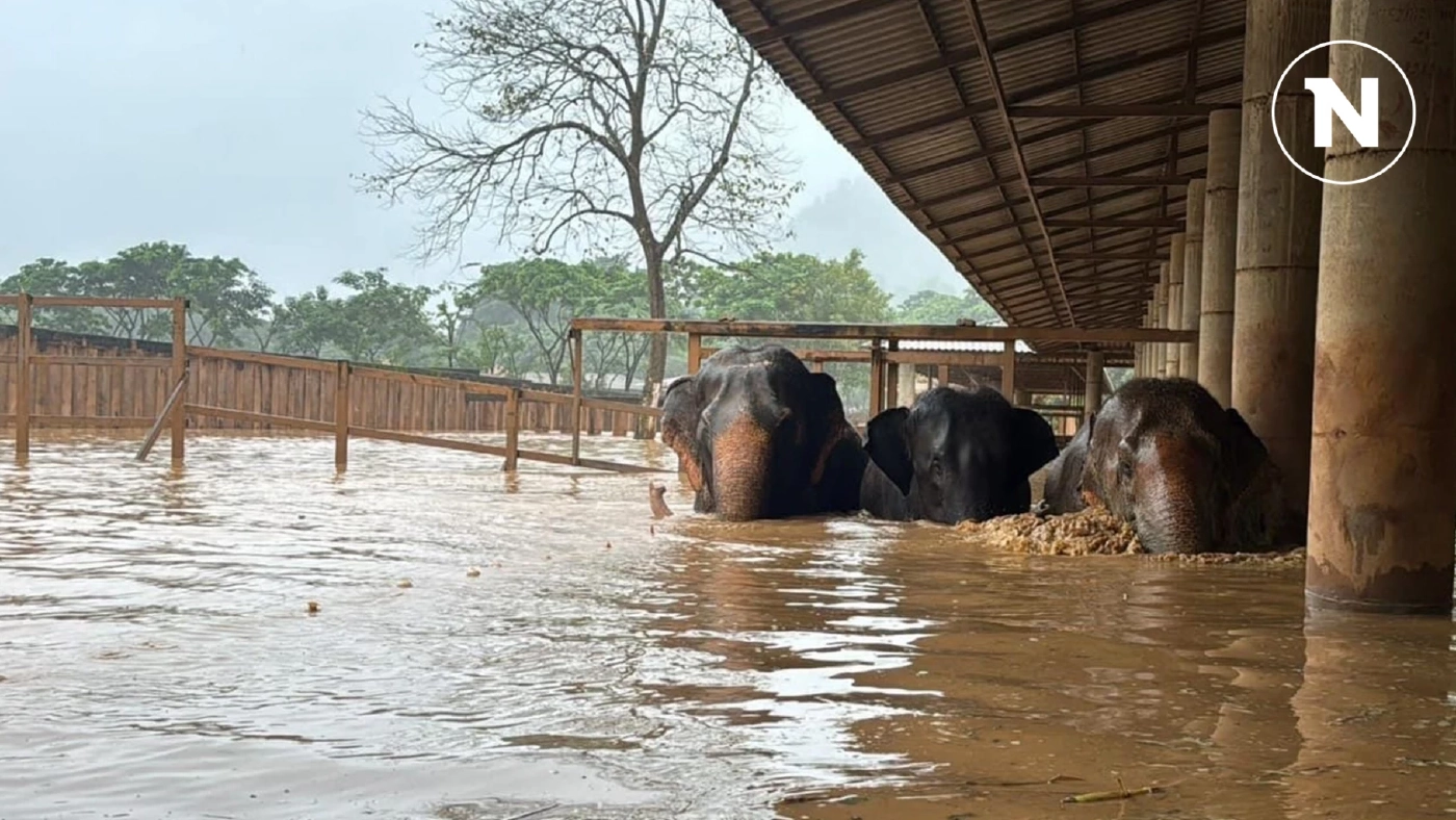 สรุปเหตุการณ์ช่วยเหลือ "ช้างเชียงใหม่" กรมอุทยานฯเร่งช่วยเหลือไม่ลดละ