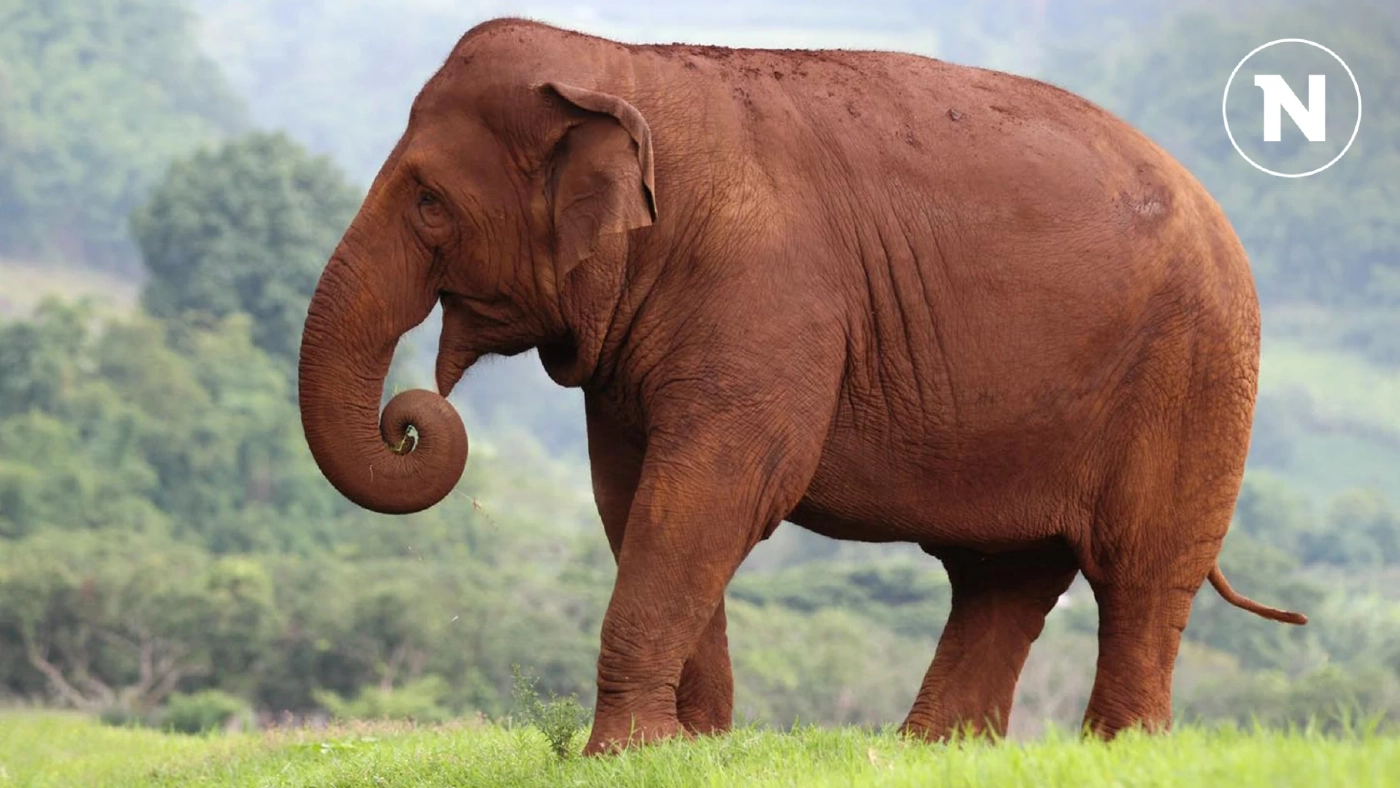 ไร้ปาฏิหาริย์ "กัญจนา ศิลปอาชา" โพสต์อาลัย "ฟ้าใส" กลับดาวช้างแล้ว