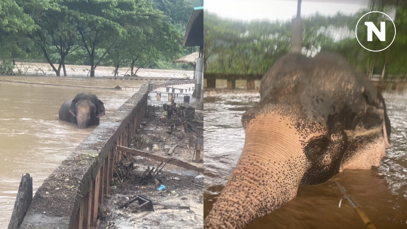 เปิดภารกิจสุดหิน ช่วย "ช้างดุ 7 เชือก" ถูกขังในคอก ตั้งคำถามไม่มีแผนอพยพช้าง