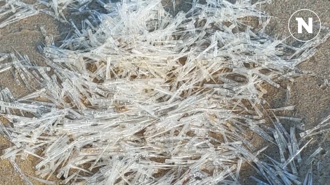 ปรากฏการณ์สุดแปลก สิ่งมีชีวิตประหลาดคล้ายเข็ม ลอยเกลื่อนชายหาดปราณบุรี