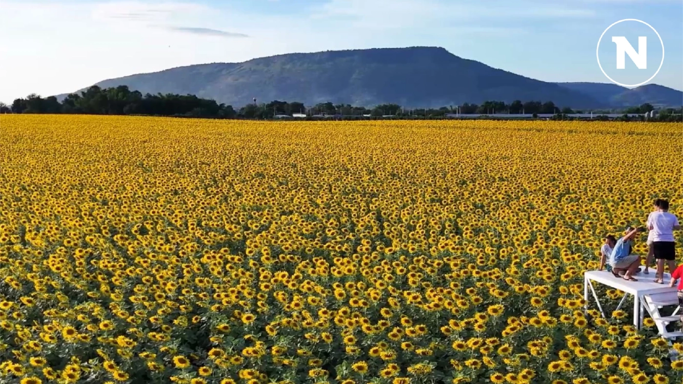 รับฤดูท่องเที่ยว "ทานตะวัน" บานเหลืองอร่ามสวยงาม ที่ จ.ลพบุรี สายถ่ายรูปห้ามพลาด