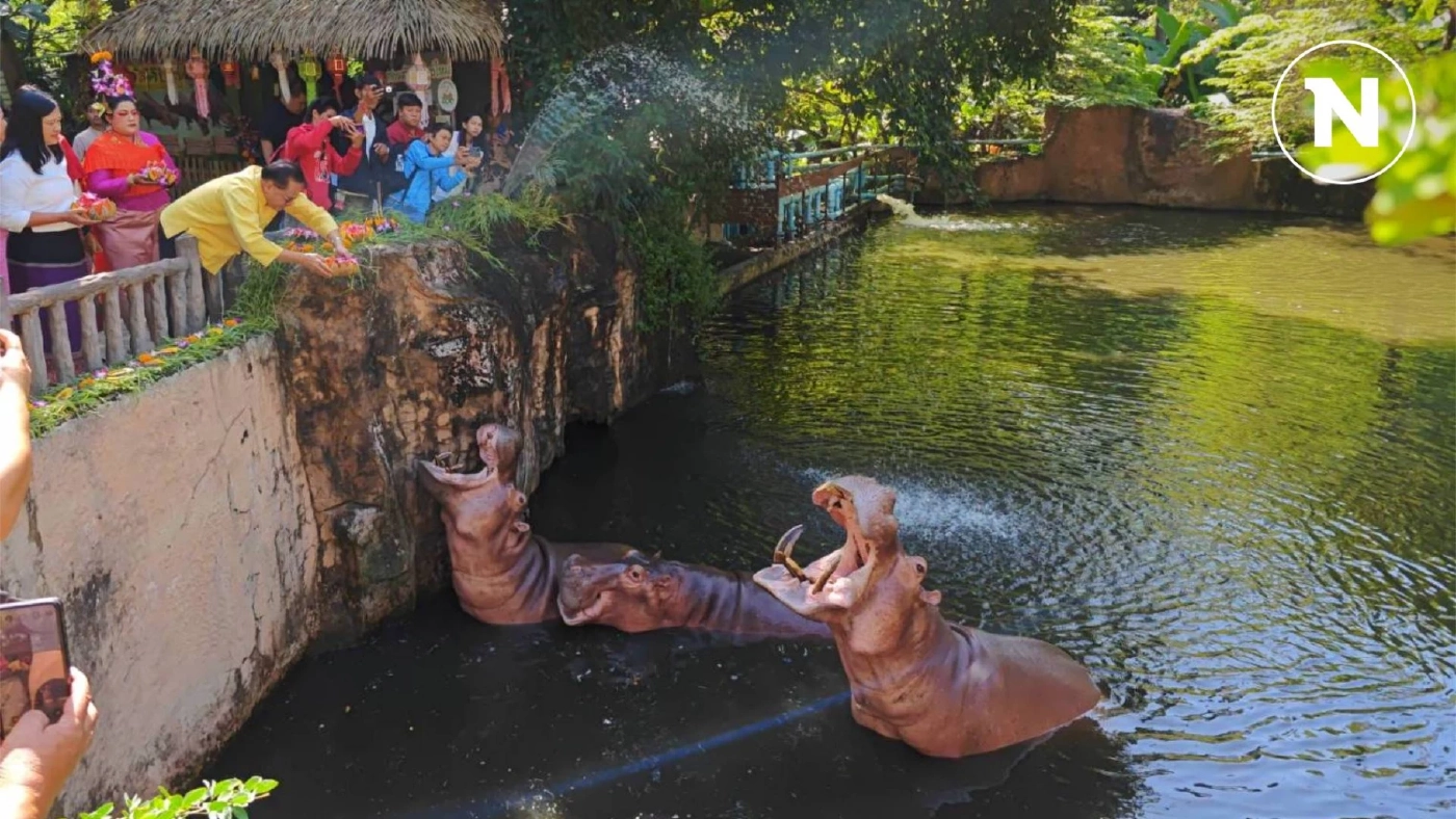 สวนสัตว์เชียงใหม่ จัดกิจกรรมวันลอยกระทง ชวนชมความน่ารักสัตว์หลากชนิด สวนสัตว์เชียงใหม่ จัดกิจกรรมวันลอยกระทง ชวนชมความน่ารักสัตว์หลากชนิด