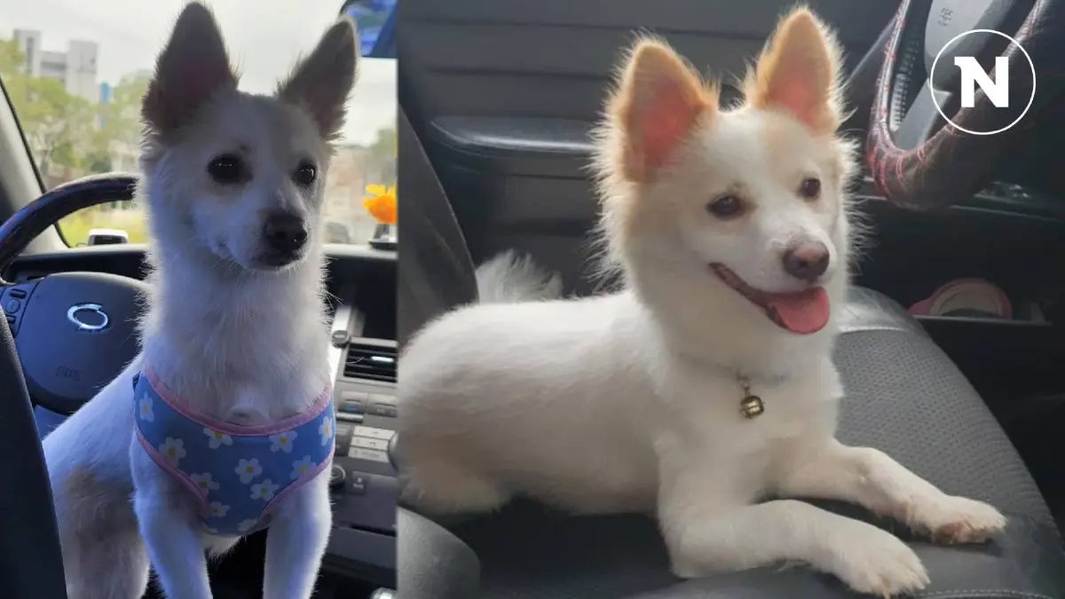 ประกาศตามหา "น้องมีตัง" สุนัขสีขาว หลุดหายจากบ้าน พิกัดห้วยโป่ง จ.ระยอง