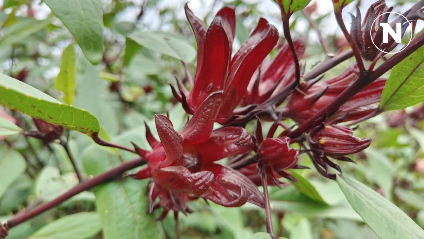 หนุนเกษตรกรปลูกกระเจี๊ยบแดงม่วงจัมโบ้ เนื้อเยอะ สรรพคุณเพียบ