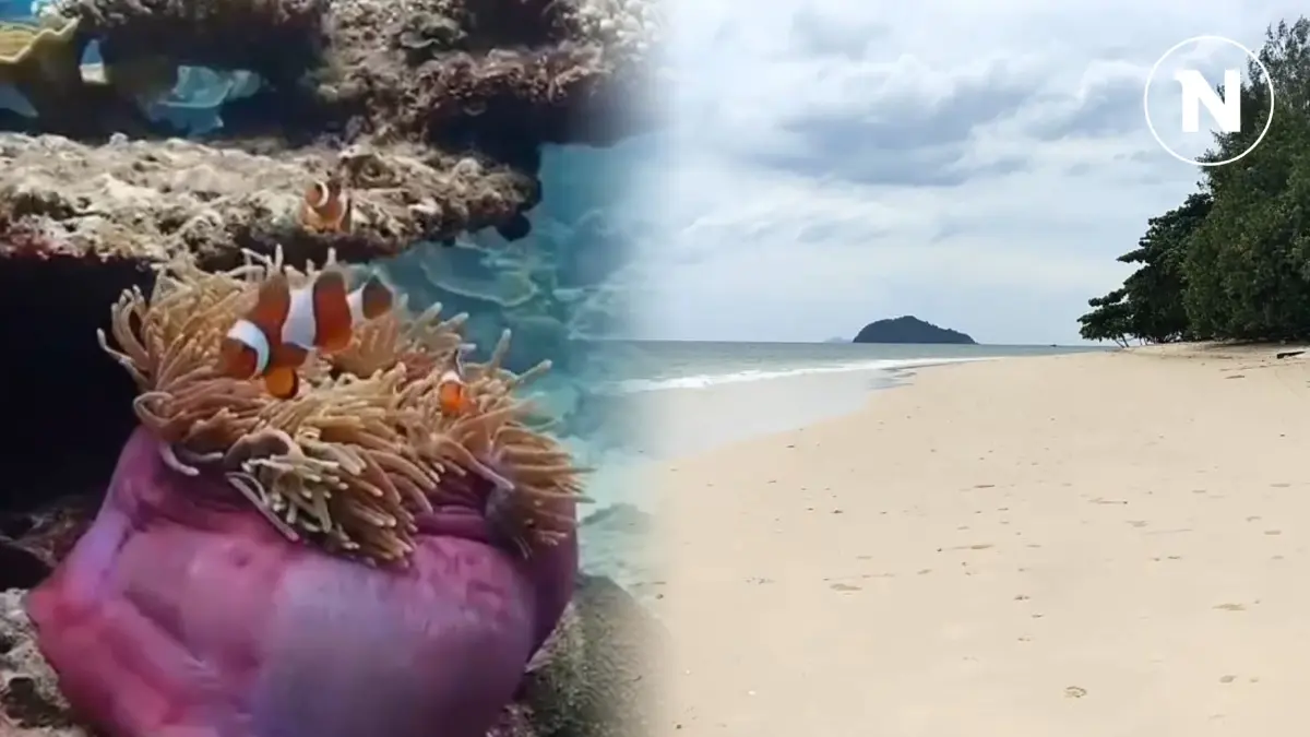 วันเดย์ทริปเที่ยว "เกาะบุโหลน" หาดทรายขาว น้ำทะเลใส กับไฮไลท์ที่มาแล้วไม่ควรพลาด (มีคลิป) วันเดย์ทริปเที่ยว "เกาะบุโหลน" หาดทรายขาว น้ำทะเลใส กับไฮไลท์ที่มาแล้วไม่ควรพลาด (มีคลิป)
