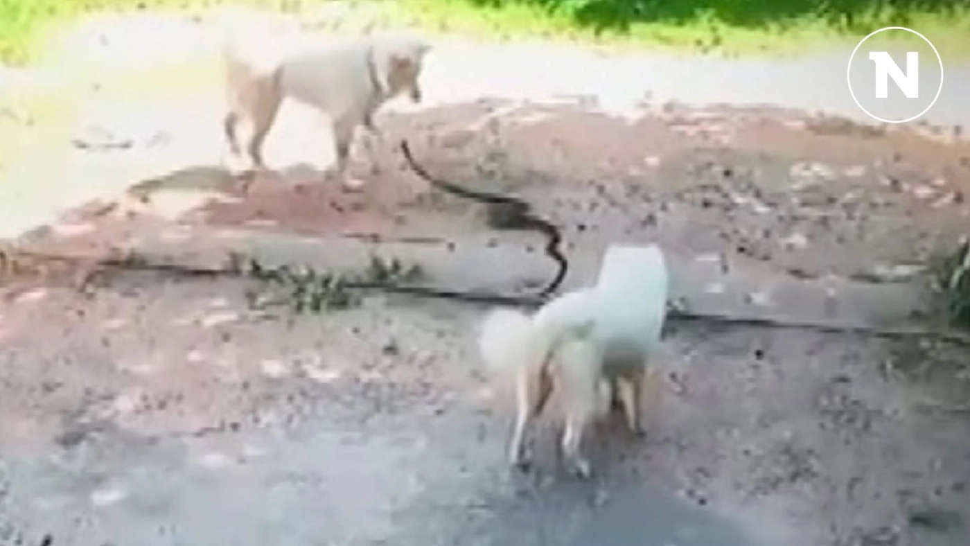 ปกป้องบ้านเจ้านาย!! 2 สุนัขแสนรู้ไล่กัดงูที่เลื้อยเข้าบ้านจนตาย  (มีคลิป)