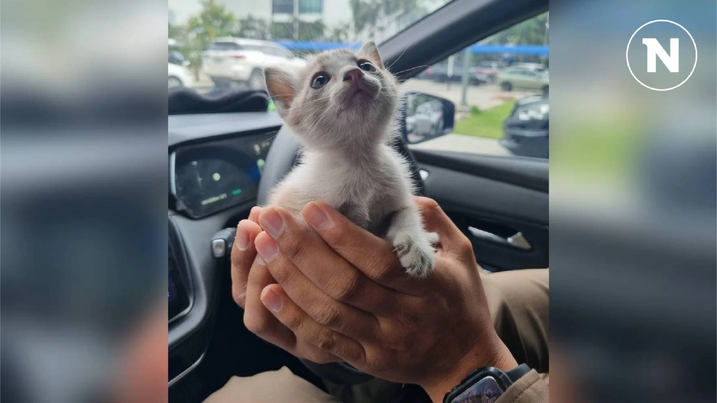 ตร.CIB ประกาศหาบ้านให้ลูกแมว หลังพบตกบนถนน ล่าสุด "มิ้วน้อย" ได้บ้านแล้ว ตร.CIB ประกาศหาบ้านให้ลูกแมว หลังพบตกบนถนน ล่าสุด "มิ้วน้อย" ได้บ้านแล้ว