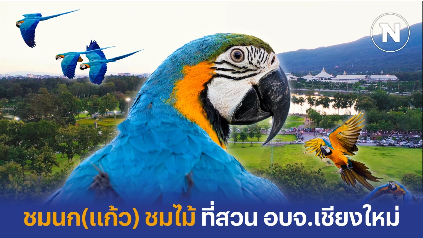 ชมนก(แก้ว) ชมไม้ ที่สวน อบจ.เชียงใหม่ พื้นที่สีเขียวแห่งใหม่เมืองล้านนา ชมนก(แก้ว) ชมไม้ ที่สวน อบจ.เชียงใหม่ พื้นที่สีเขียวแห่งใหม่เมืองล้านนา