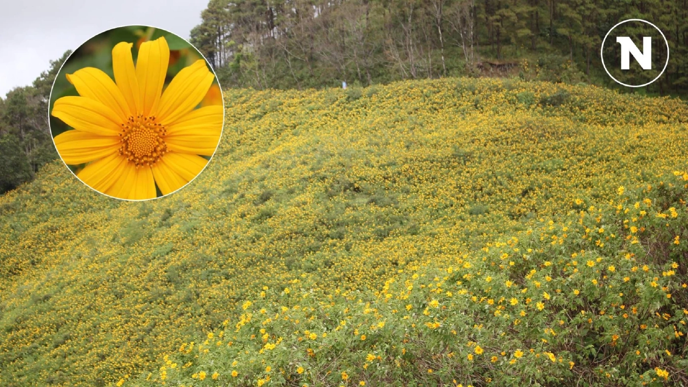 ชวนเที่ยว "เทศกาลทุ่งบัวตองบาน" ที่ดอยแม่อูคอ แม่ฮ่องสอน