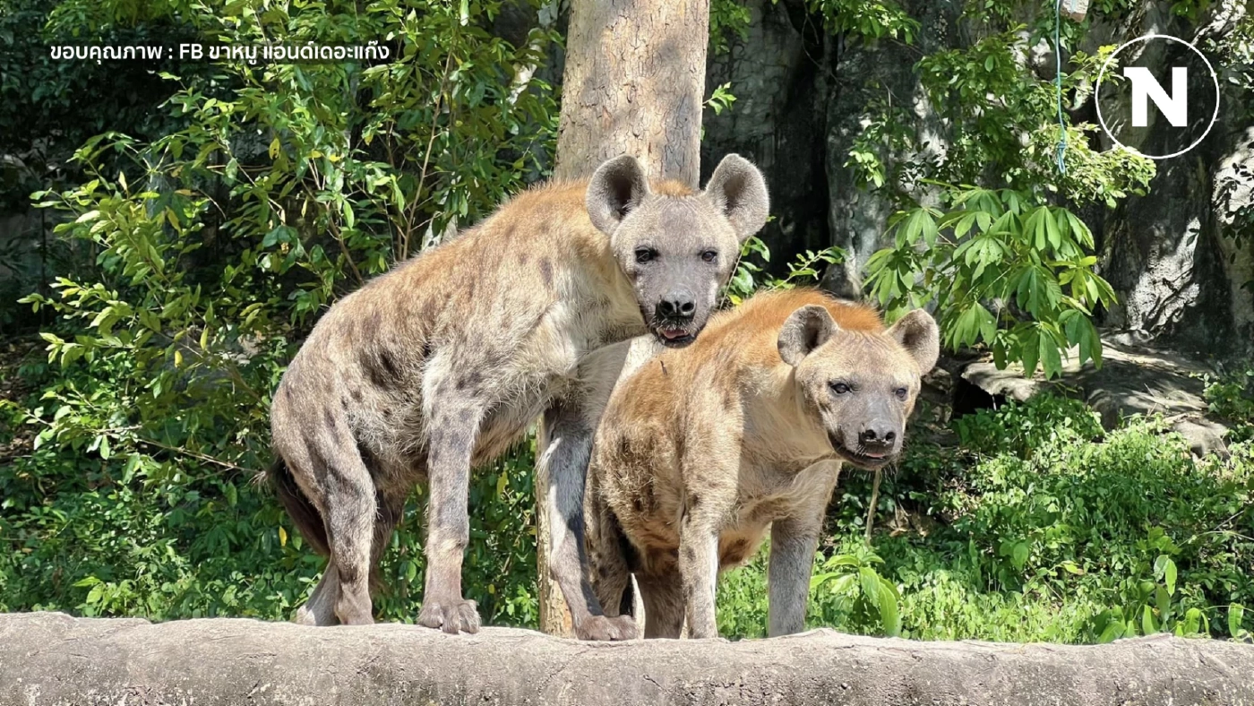 โซเชียลแห่แซว รับสมัครพี่เลี้ยง "ไฮยีน่า" สวนสัตว์เปิดเขาเขียว คนเก่าหายไปไหนนะ