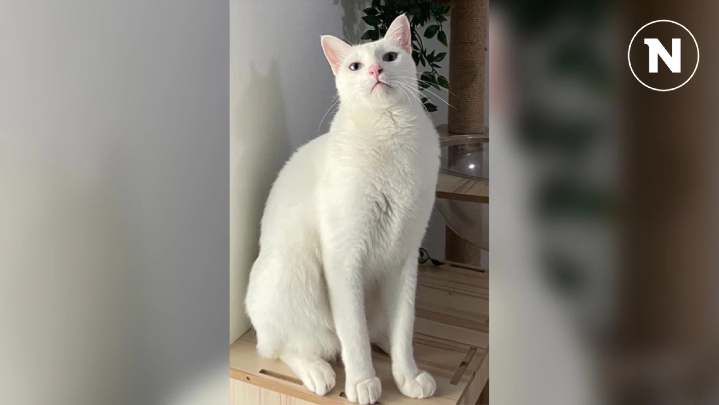 เจ้าของสุดคิดถึง ประกาศตามหา "ซิลเวอร์" แมวขาวมณี ใครพบเห็นมีรางวัลให้