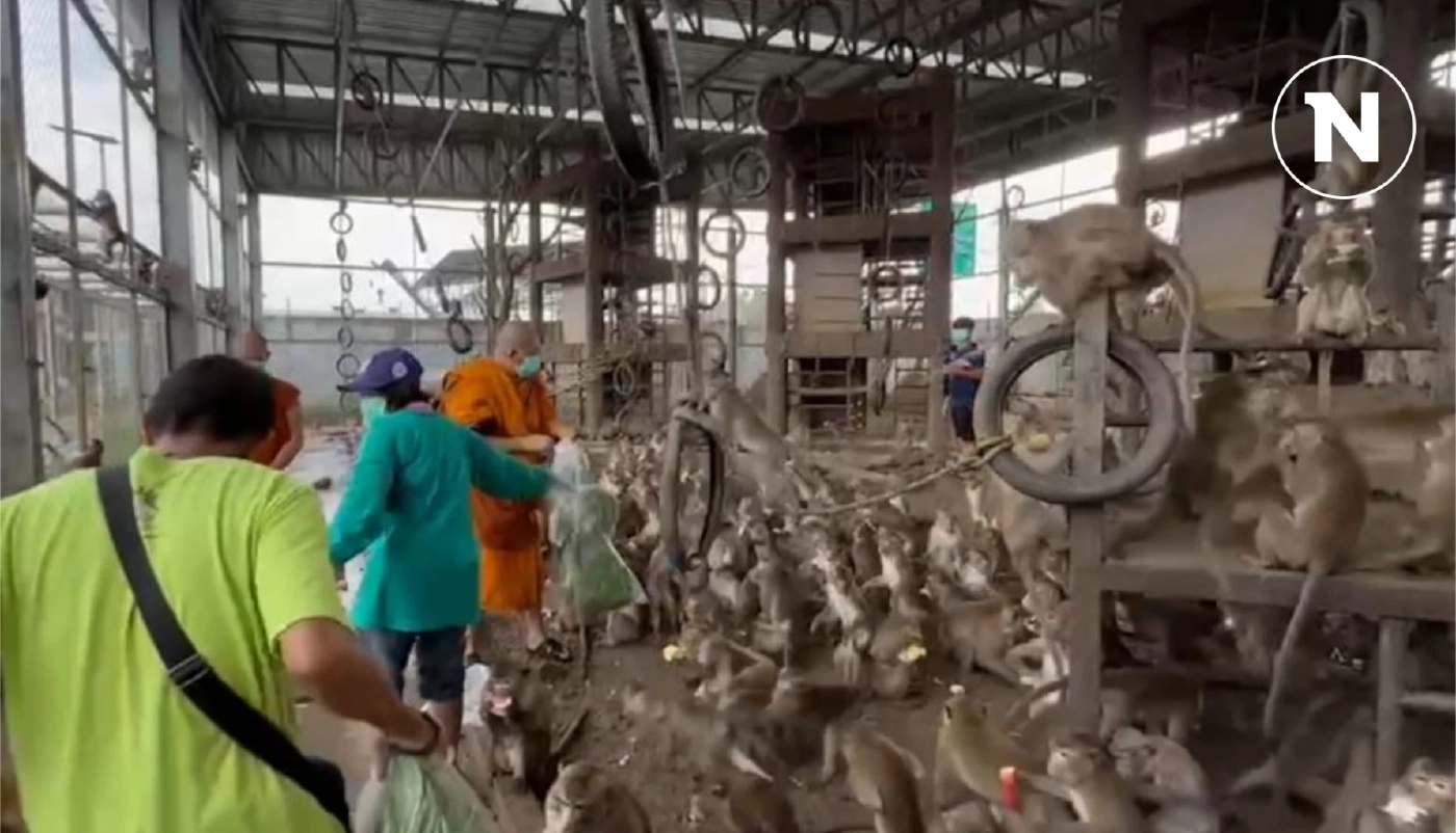 "ลิงลพบุรี" หลุดจากกรงนับ 100 ตัว เจออาหารล่อกลับมาแล้วกว่า 40 ตัว "ลิงลพบุรี" หลุดจากกรงนับ 100 ตัว เจออาหารล่อกลับมาแล้วกว่า 40 ตัว