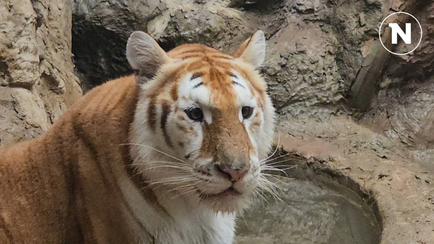 แห่ชมความน่ารัก "น้องเอวา" เสือโคร่งหน้าแบ๊ว ดาวเด่นเชียงใหม่ไนท์ซาฟารี