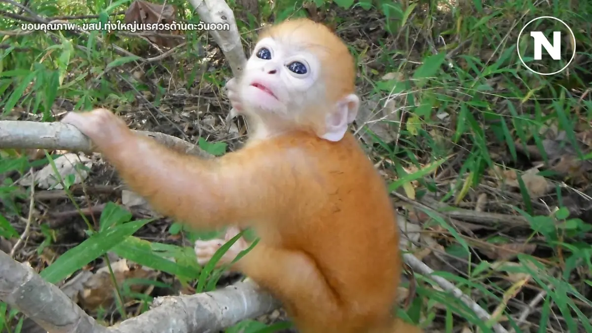 ส่องความน่ารัก "ลูกค่างแว่นถิ่นเหนือ" ตาแป๋ว ราวกับตุ๊กตา