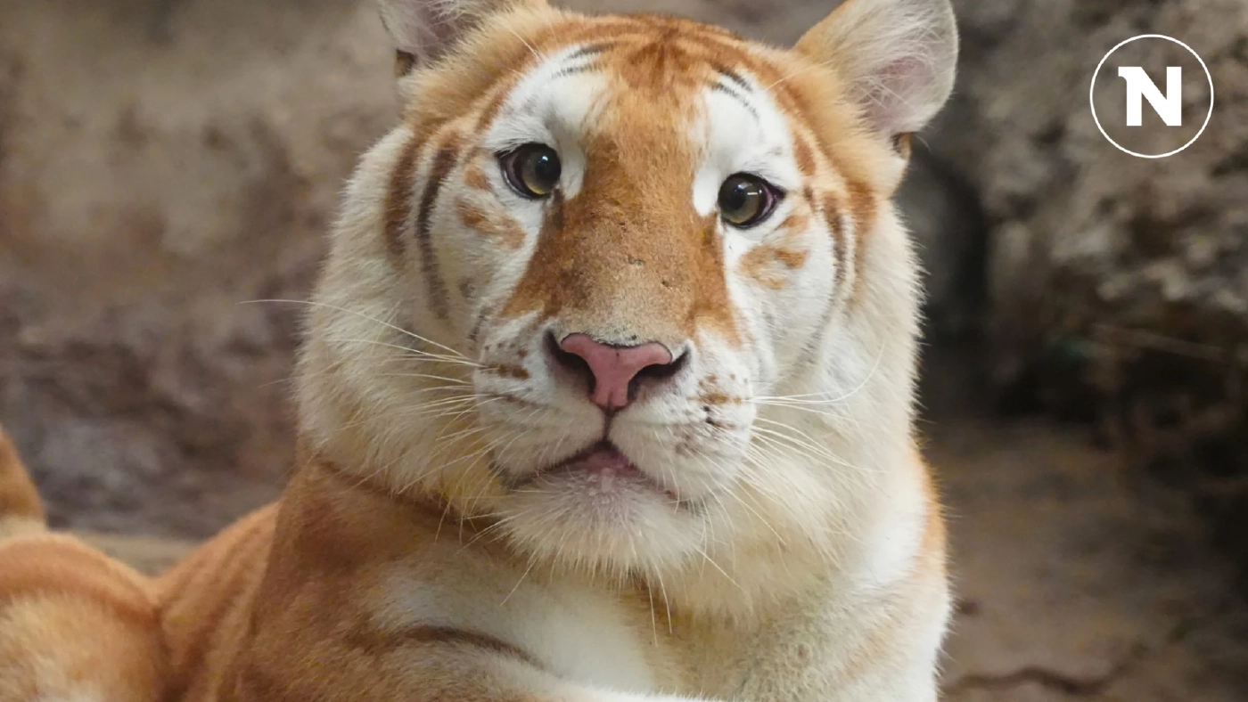 สายแบ๊วต้องมา!! "น้องเอวา" เสือตาแบ๊วขนฟูนุ่มนิ่ม เชียงใหม่ไนท์ซาฟารี