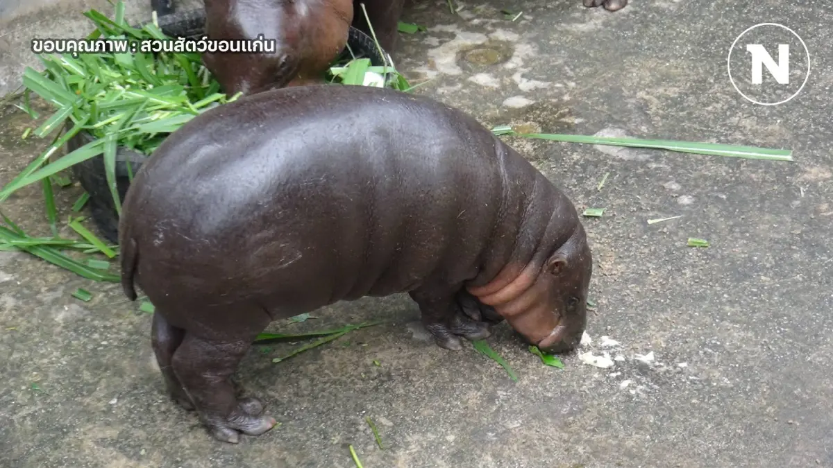สวนสัตว์ขอนแก่น ตรวจสุขภาพ "หมูด้วง" ลูกฮิปโปแคระ อายุครบ 7 เดือน น้ำหนัก 57 กก.