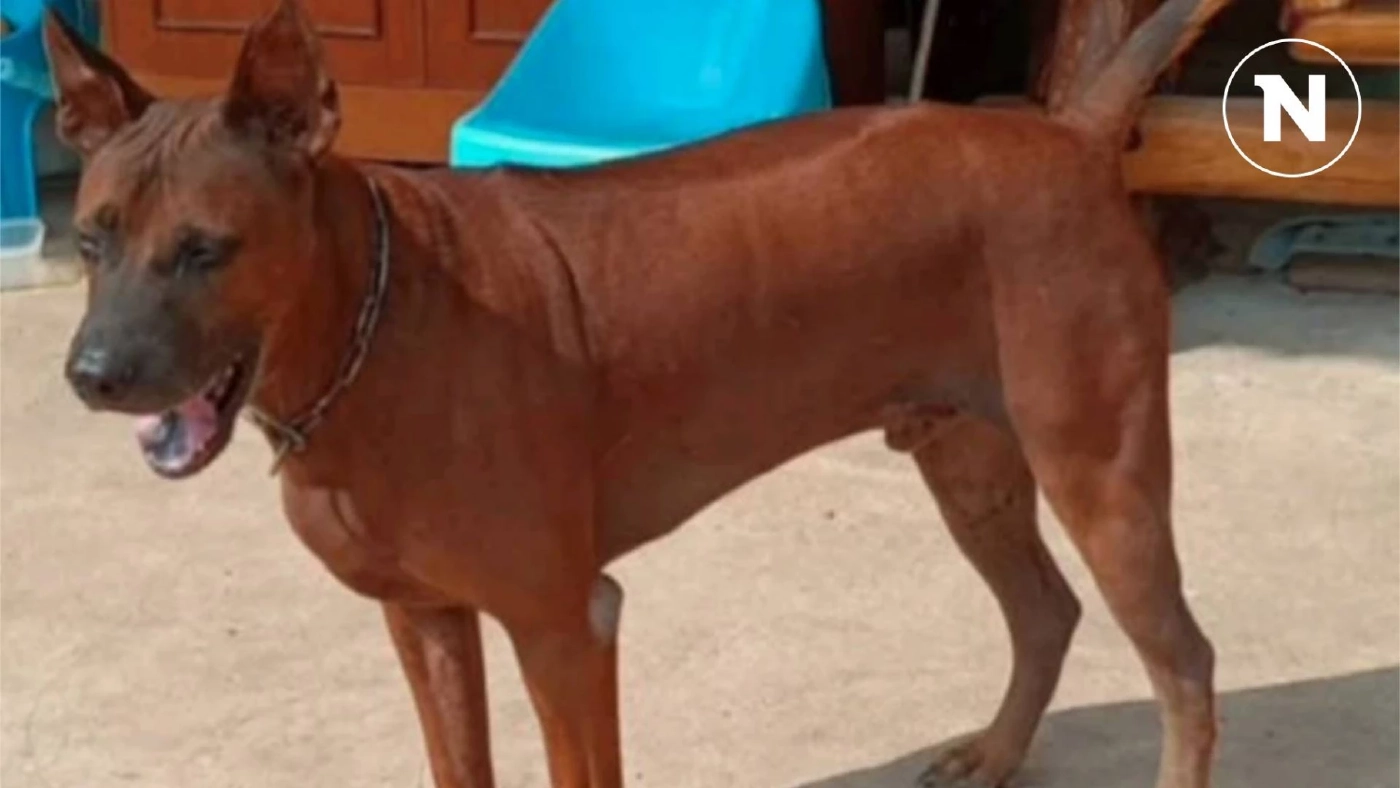 ตามหา "เจ้าคอฟฟี่" สุนัขไทยหลังอาน หายจากบ้านคืนลอยกระทง พิกัดบ้านเลน บางปะอิน