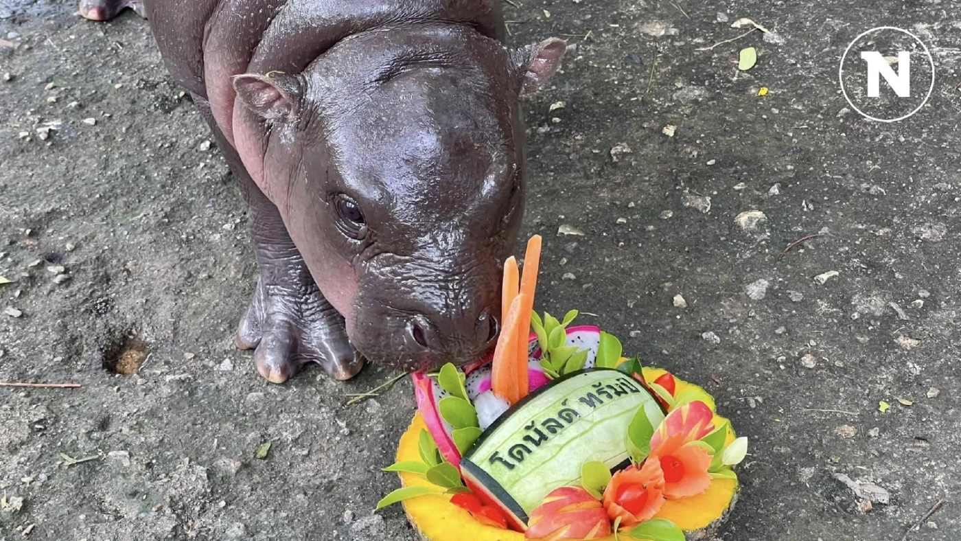 "หมูเด้ง" เสี่ยงทายเลือกตั้ง ปธน.สหรัฐฯ ผู้ชนะคือคนนี้ รอลุ้นจะแม่นไหมนะ?