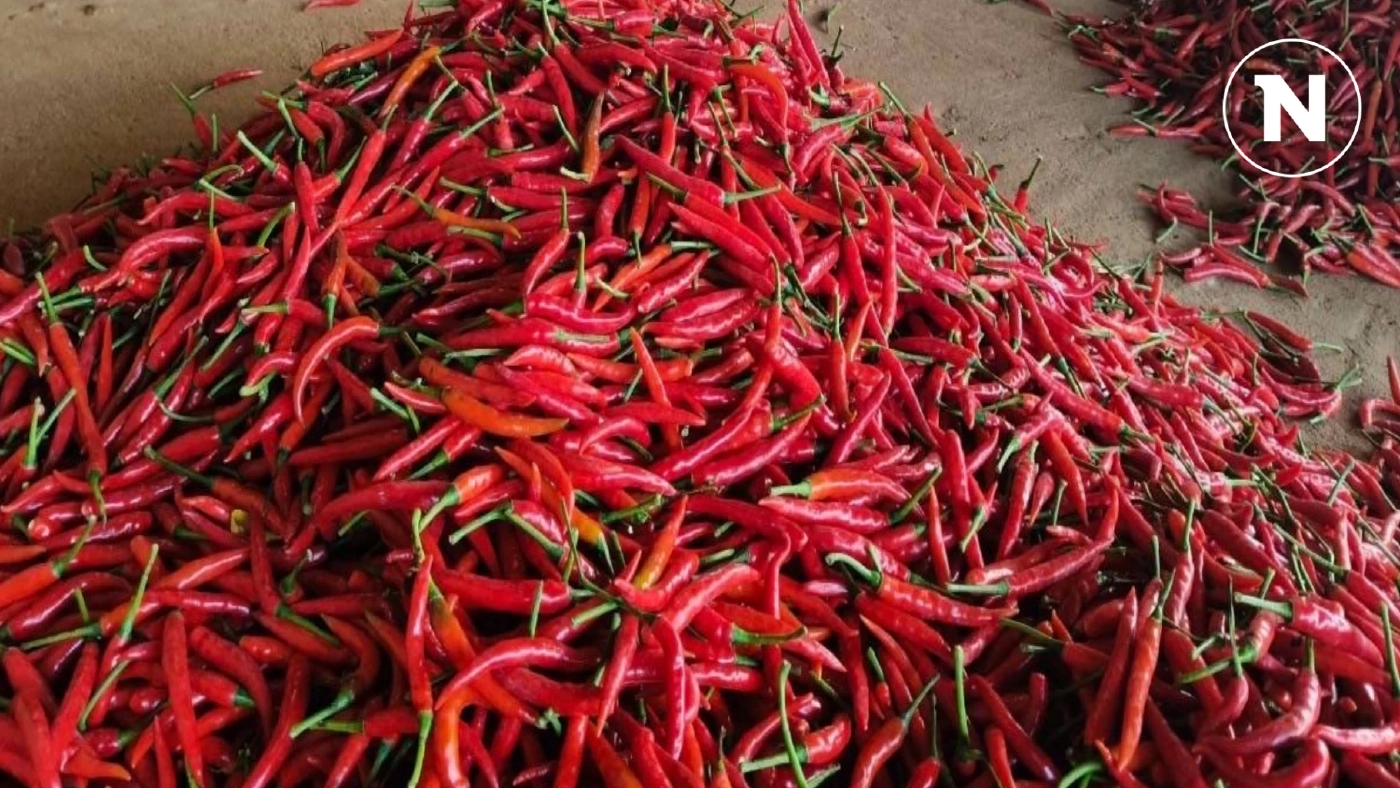 พาณิชย์ประสานคนกลางรับซื้อพริก 20-22 บาท/กก.