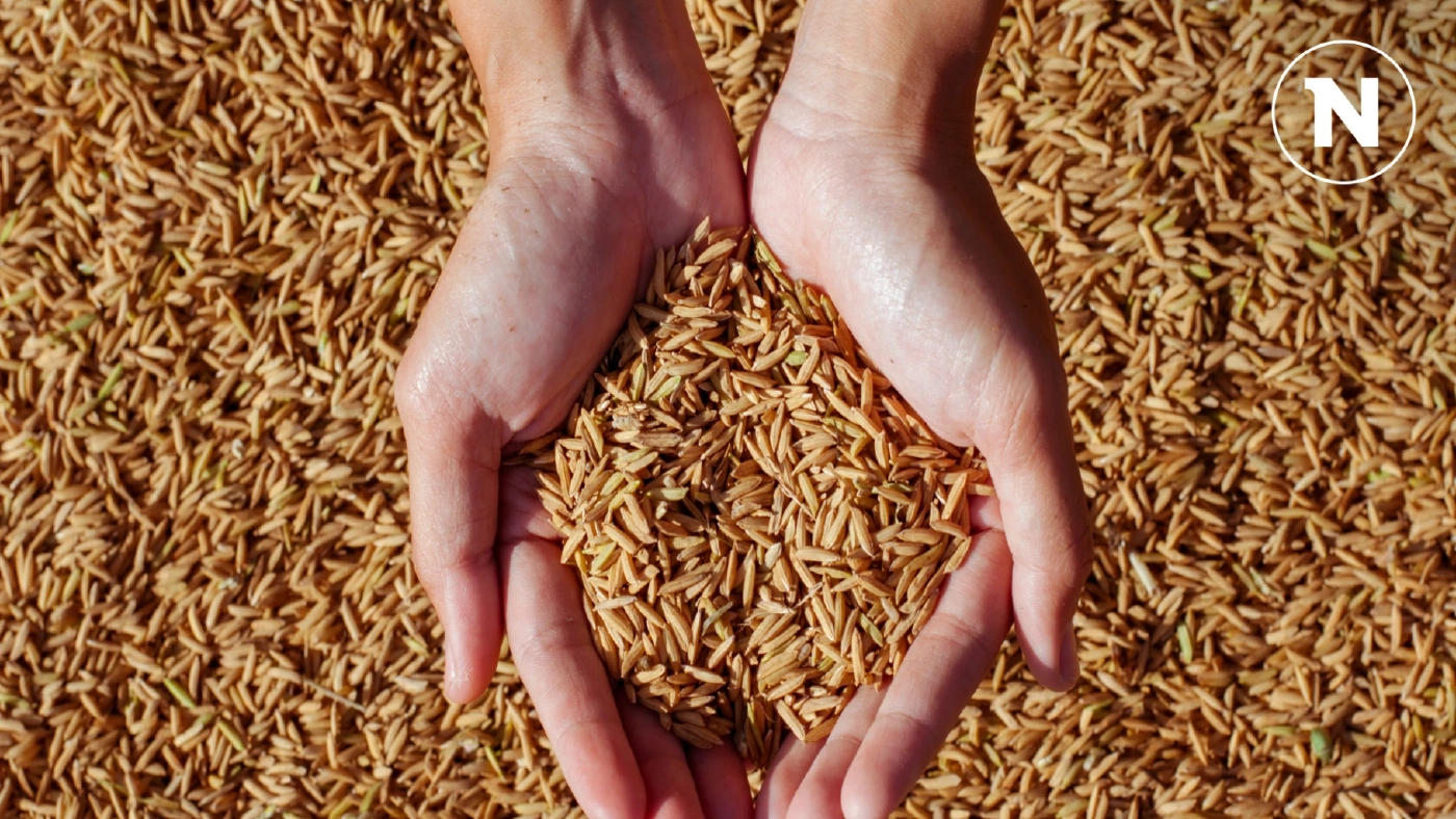 ชาวนายิ้ม! ราคาข้าวเปลือกขยับขึ้น นายกฯ สั่งพาณิชย์เร่งมาตรการหนุน ชาวนายิ้ม! ราคาข้าวเปลือกขยับขึ้น นายกฯ สั่งพาณิชย์เร่งมาตรการหนุน