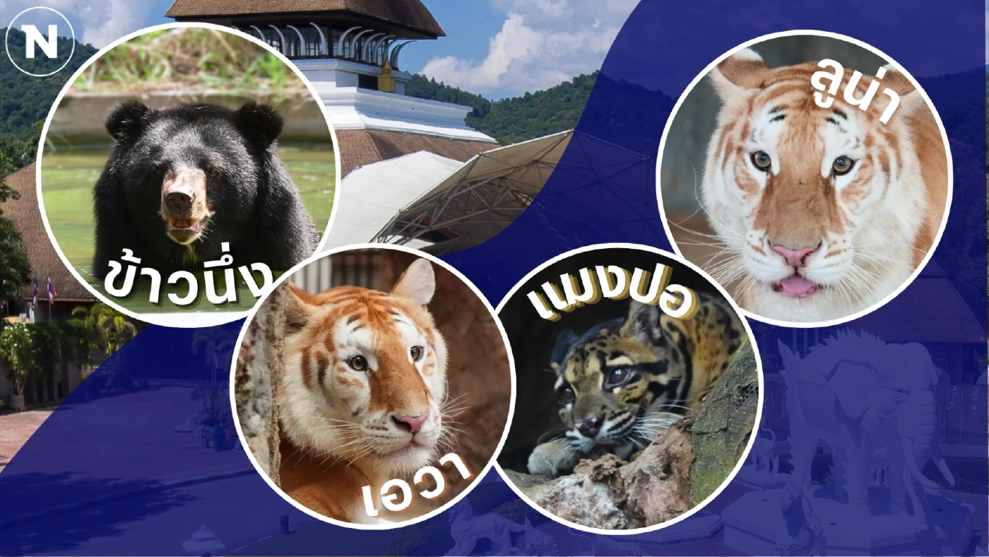 รวม 4 ดาวเด่นตัวเต็ง แห่งเชียงใหม่ไนท์ซาฟารี