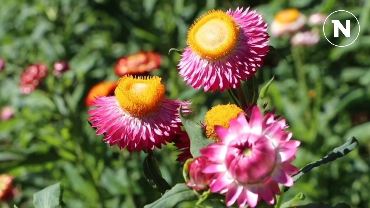 ชวนชม "ดอกกระดาษ" เริ่มบานสะพรั่งรับลมหนาวแล้ว ที่ ภูหินร่องกล้า