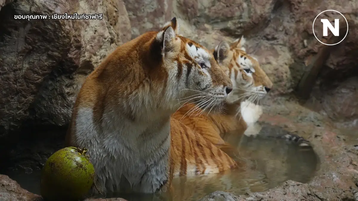 ส่องความน่ารัก "เอวา-ลูน่า" สองเสือโคร่งสีทอง แห่งเชียงใหม่ไนท์ซาฟารี ส่องความน่ารัก "เอวา-ลูน่า" สองเสือโคร่งสีทอง แห่งเชียงใหม่ไนท์ซาฟารี