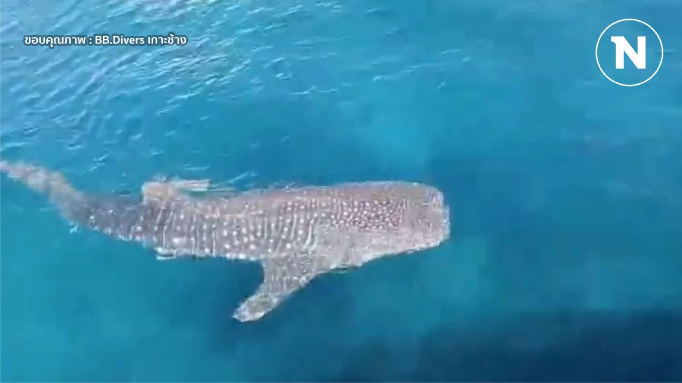 ตื่นตา "ฉลามวาฬ" โผล่เซอร์ไพรส์นักท่องเที่ยว ใกล้เกาะคลุ้ม