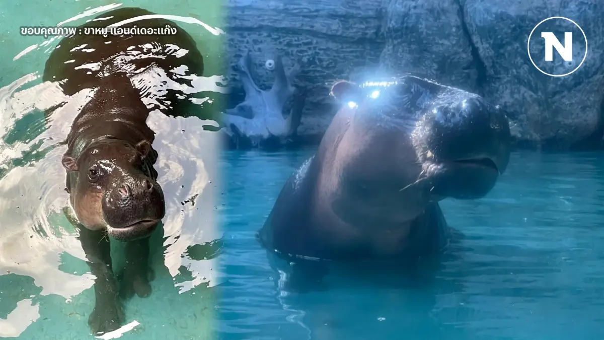 เปิดตัว "หมูมะนาว" ฮิปโปแคระสวนสัตว์โคราช ว่าที่เจ้าสาวสุดสวยของ "หมูตุ๋น"