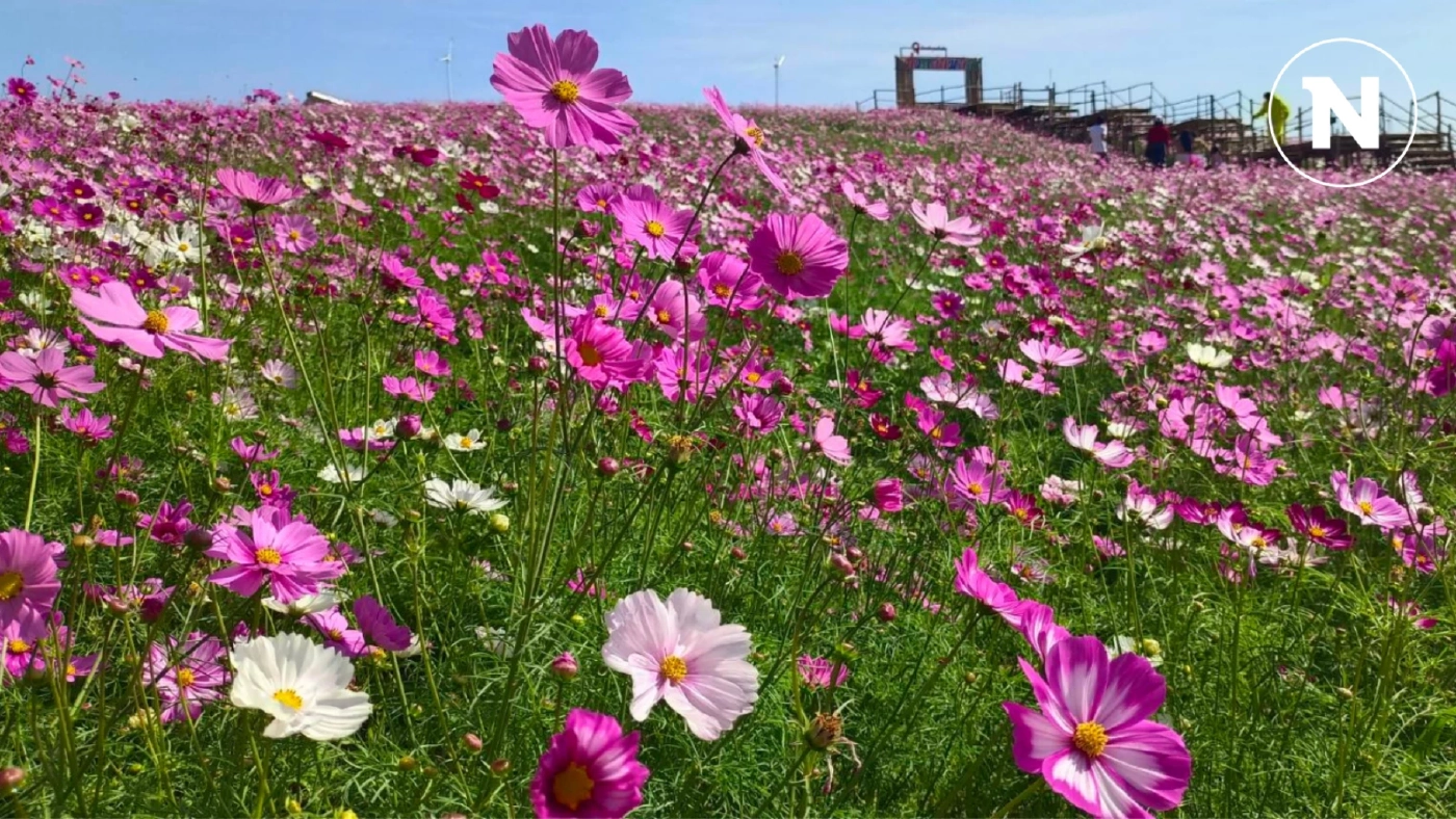 ชัยภูมิ เปิดทุ่งดอกไม้ซับสะเลเต ผลักการท่องเที่ยวกระตุ้นเศรษฐกิจชุมชน ชัยภูมิ เปิดทุ่งดอกไม้ซับสะเลเต ผลักการท่องเที่ยวกระตุ้นเศรษฐกิจชุมชน