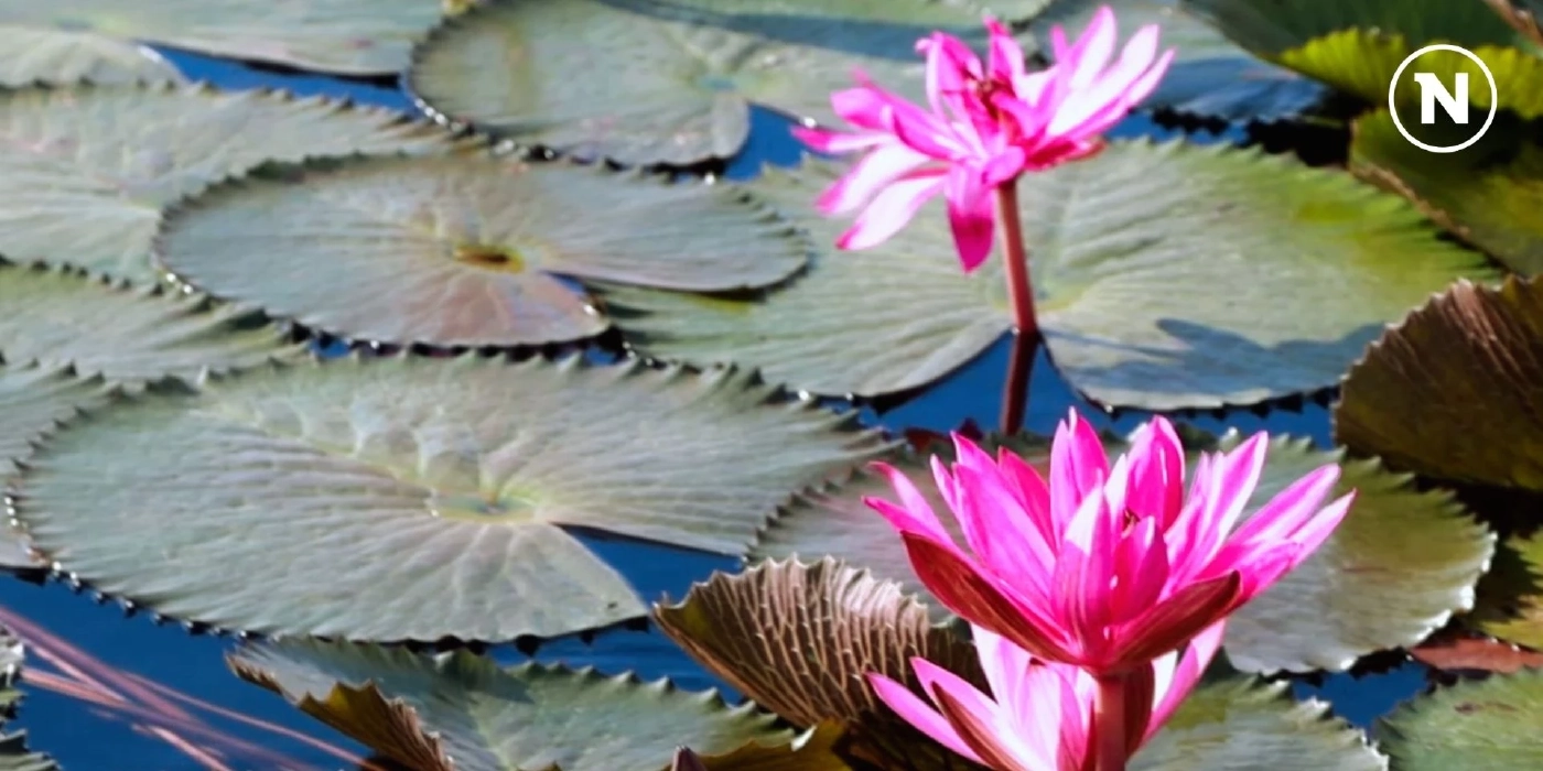 ชวนชมทะเลบัวแดงหนองหาน บานสะพรั่งตระการตา ที่ อุดรธานี