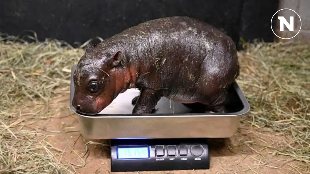 เปิดตัว ลูกพี่ลูกน้องของ "หมูเด้ง" ฮิปโปแคระเกิดใหม่ เปิดตัว ลูกพี่ลูกน้องของ "หมูเด้ง" ฮิปโปแคระเกิดใหม่