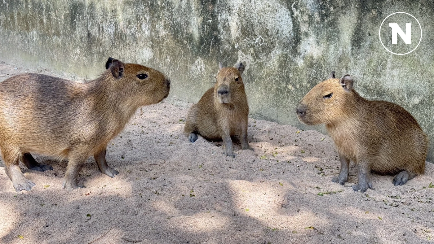 สวนสัตว์เปิดเขาเขียว Tie-in 3 ลูกคาปิบาราตัวตึง เปิดให้เด็กๆ ดูฟรีวันพ่อนี้