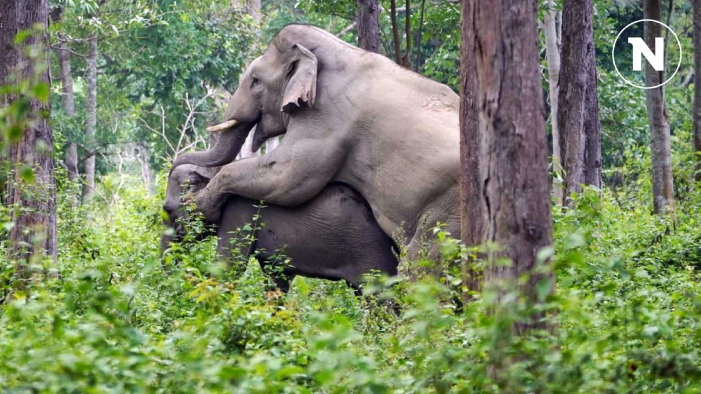 หาชมยาก!! "ช้างป่ากุยบุรี" พลอดรักกลางธรรมชาติ ในช่วงฤดูหนาว (มีคลิป) หาชมยาก!! "ช้างป่ากุยบุรี" พลอดรักกลางธรรมชาติ ในช่วงฤดูหนาว (มีคลิป)
