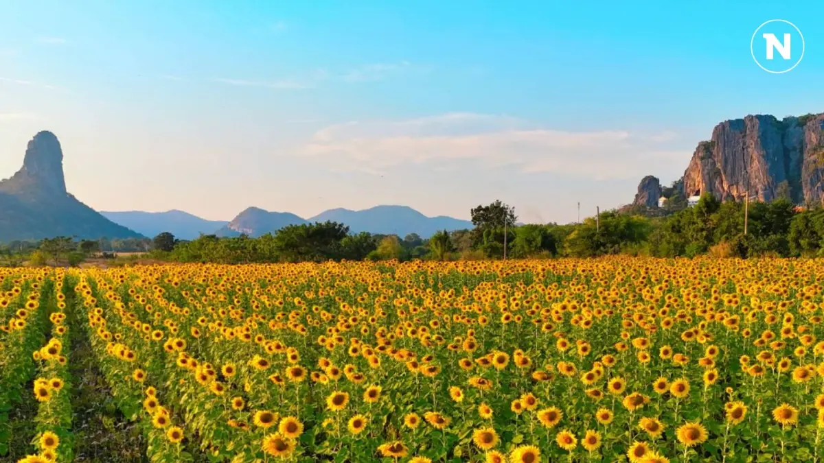 แลนด์มาร์คสุดฮิต ทุ่งซันฟาวเวอร์ ซิกเนเจอร์รูปปั้นลิงยักษ์ แห่งลพบุรี