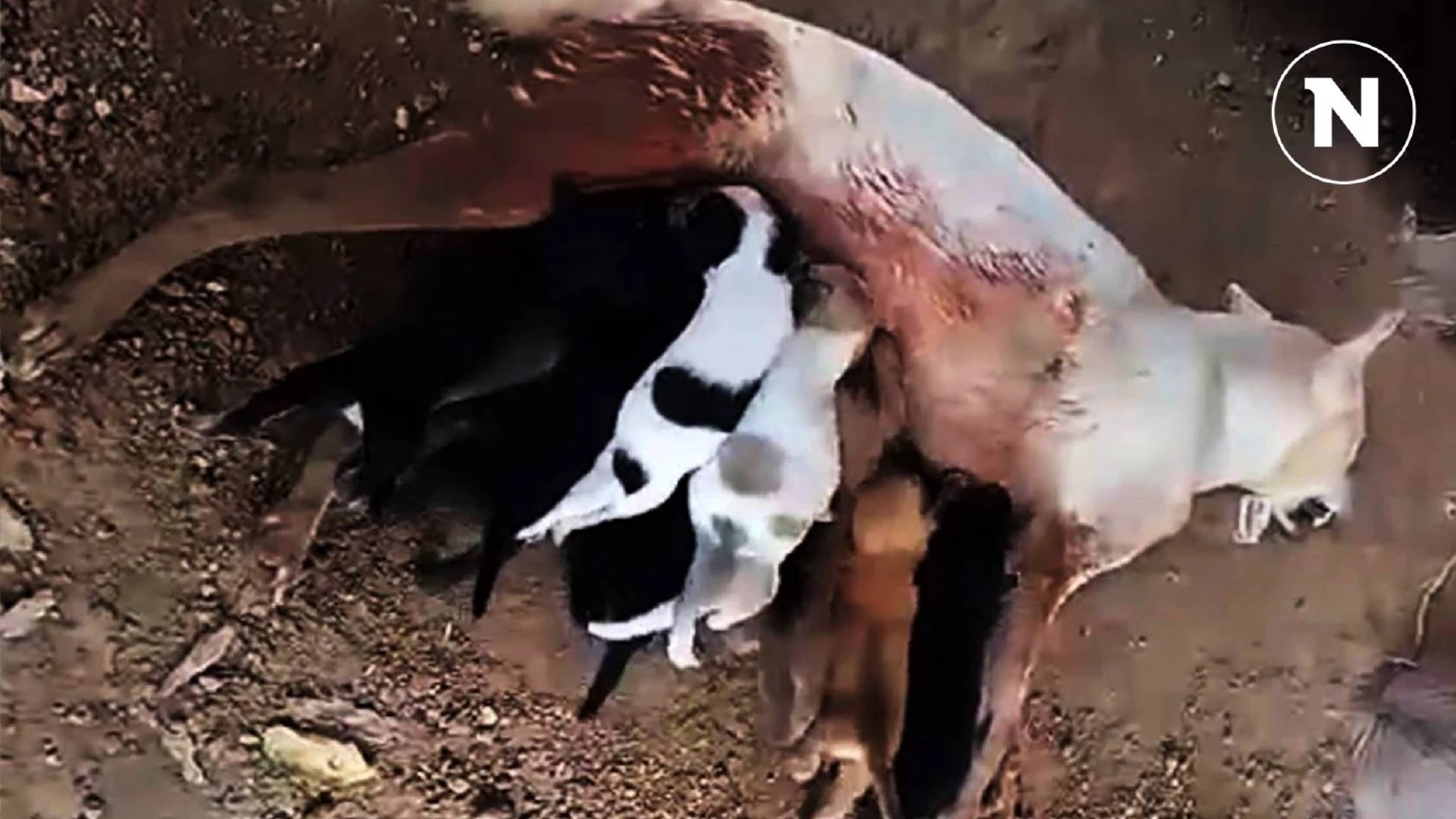 รุดช่วย 8 ลูกสุนัขกำพร้า หลังแม่หมาโดนยิง กัดฟันกลับมาให้นมลูกก่อนตาย