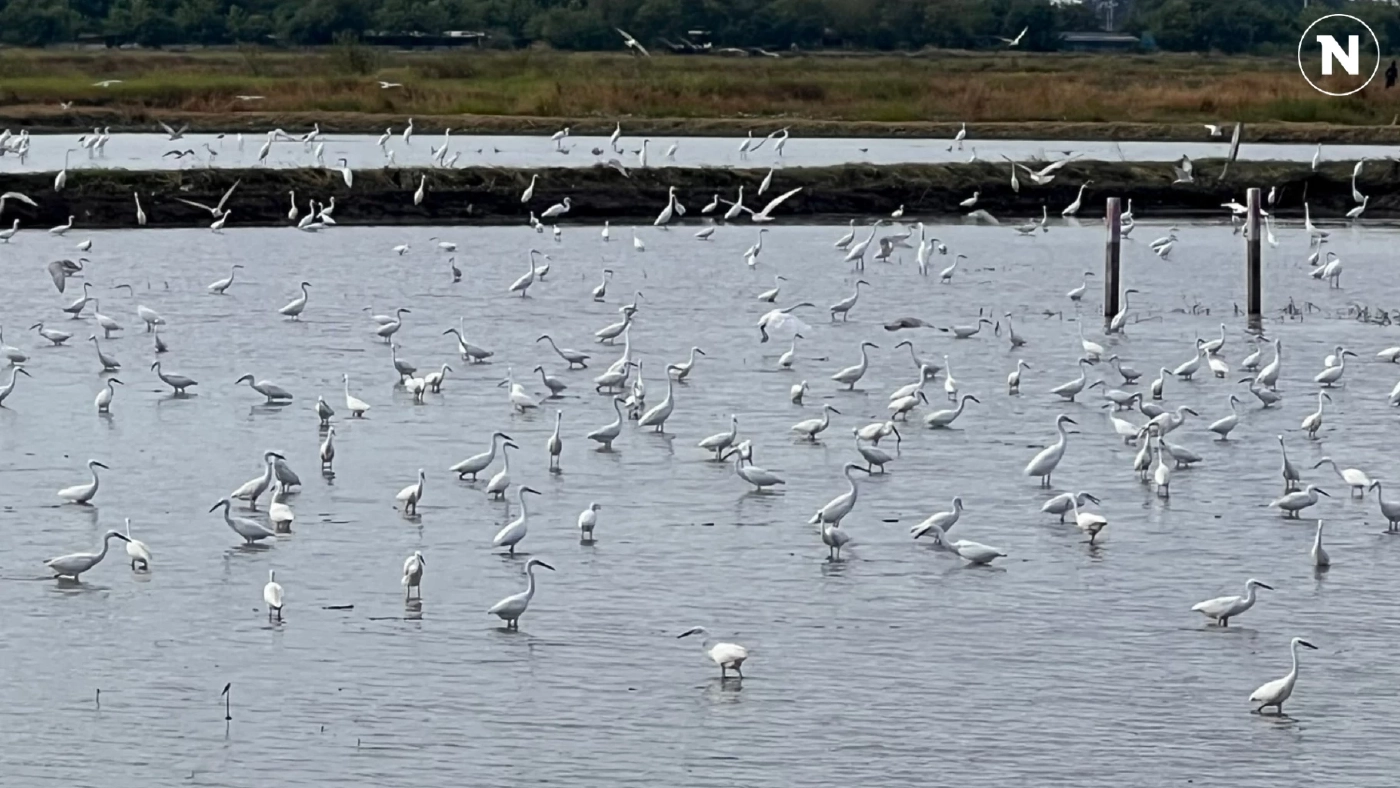 นกกระยางฝูงใหญ่ มุ่งลงท้องทุ่งหาอาหาร