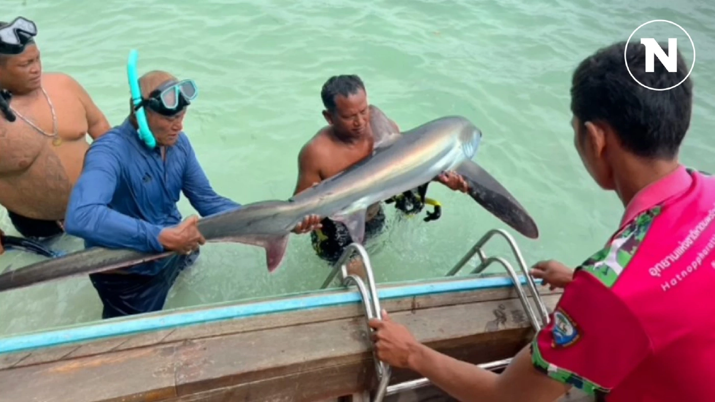 ฮือฮา ฉลามหางยาว สัตว์ทะเลหายากในไทย โผล่เกาะพีพี (มีคลิป)