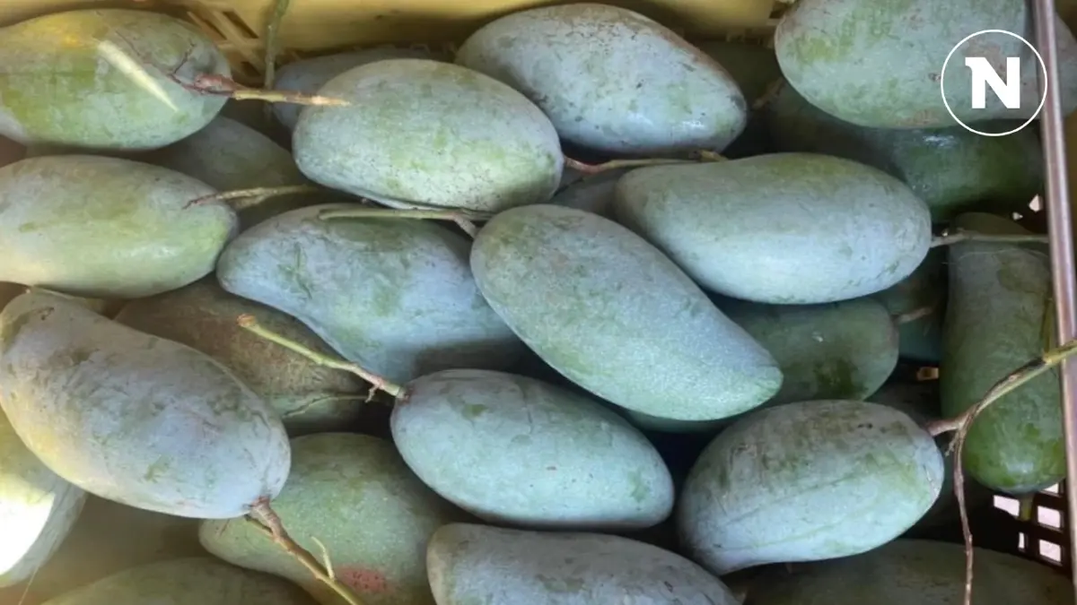 พาณิชย์ขึ้นทะเบียน GI ใหม่ 'มะม่วงเขียวเสวยแปดริ้ว'