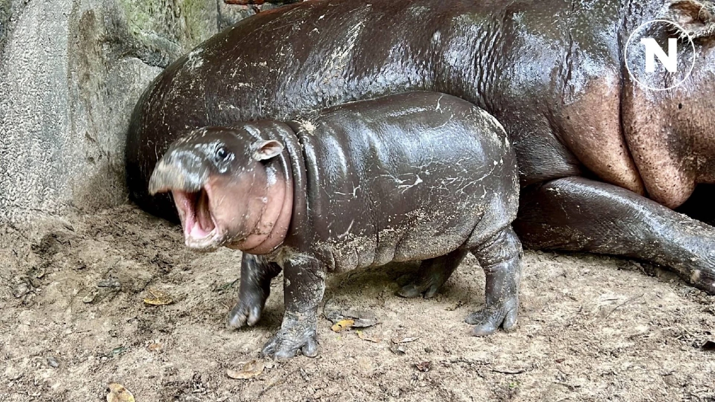 ที่สุดแห่งปี 2567 ปรากฏการณ์ "หมูเด้ง" ฮิปโปแคระขวัญใจมหาชน น่ารักเกินต้าน!