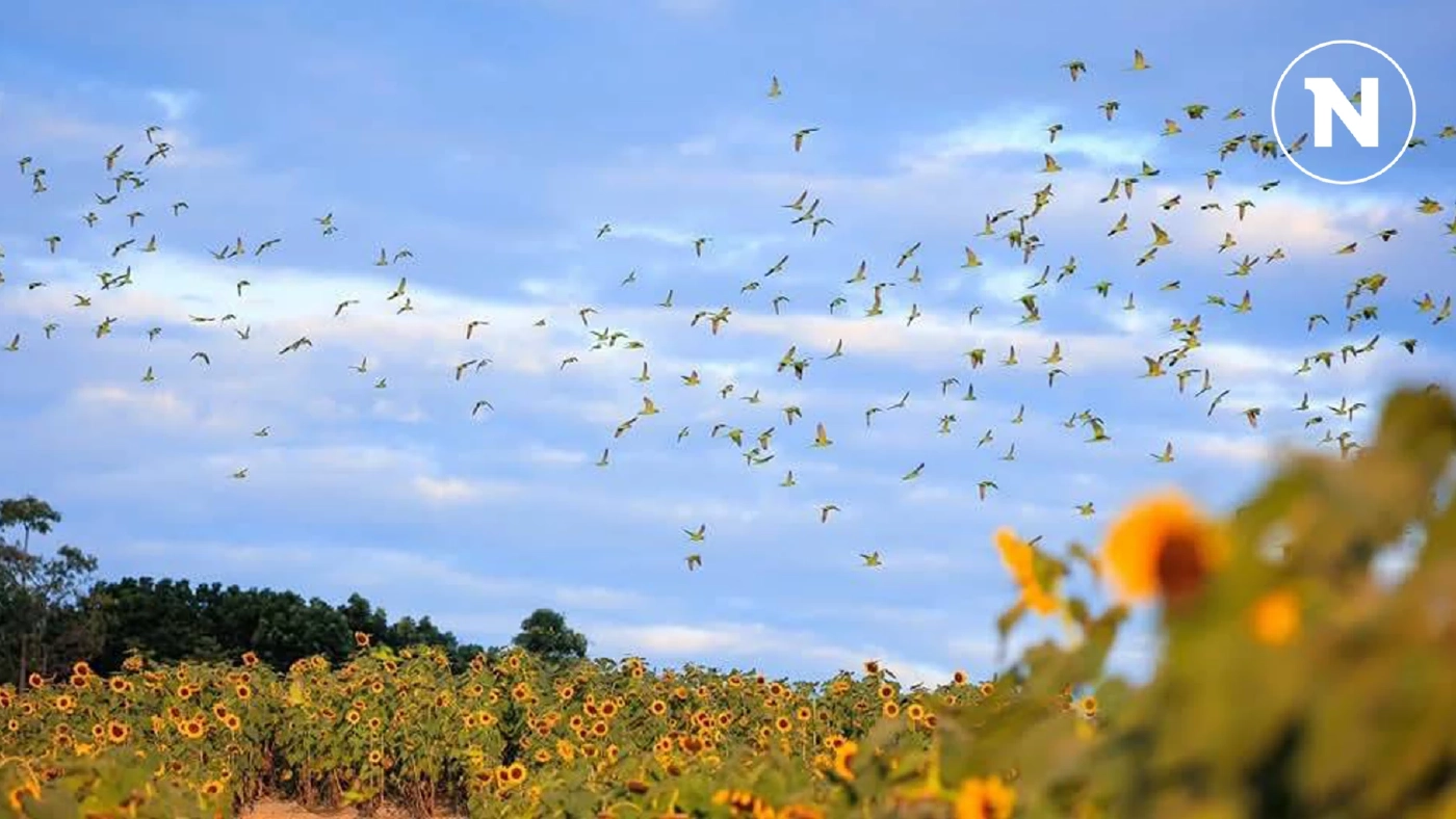 ตระการตา! นกแขกเต้านับหมื่นจากเขาใหญ่ บินมาจิกกินเมล็ดทานตะวันที่โคราช