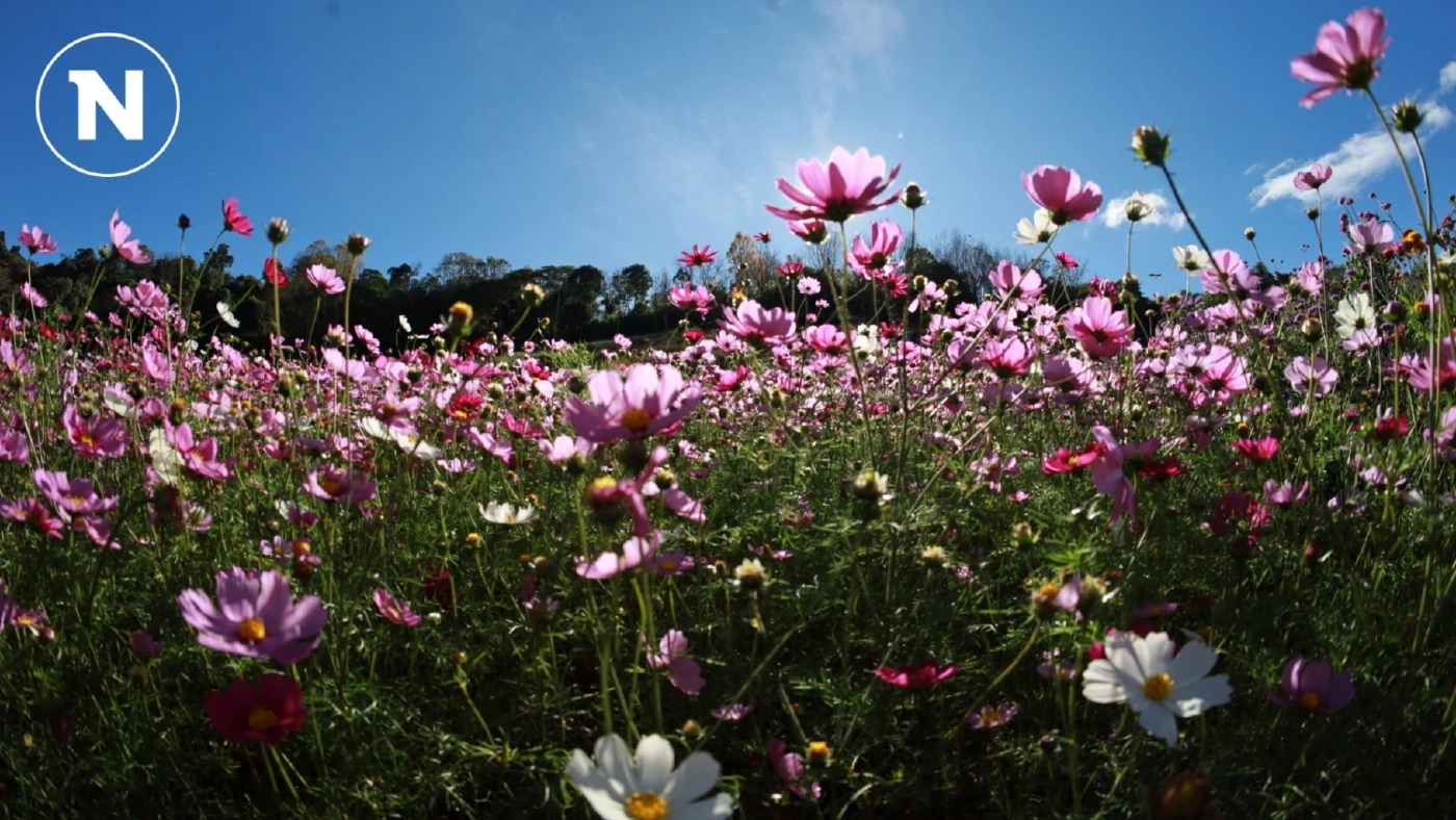 พิษณุโลก ชมทุ่งดอกไม้หลากสีสัน บ้านใหม่ร่องกล้า