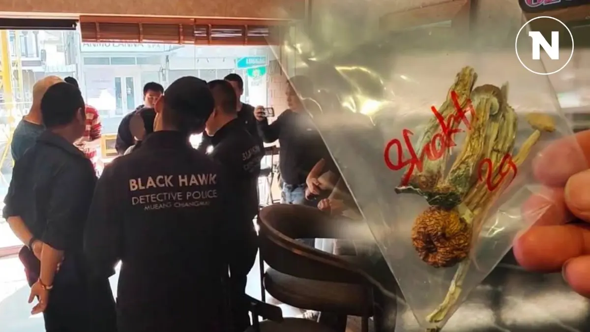 บุกจับร้านดังลอบขาย "เห็ดขี้ควาย" หลังหนุ่มอังกฤษชื้อไปกินแล้วช็อกดับ บุกจับร้านดังลอบขาย "เห็ดขี้ควาย" หลังหนุ่มอังกฤษชื้อไปกินแล้วช็อกดับ