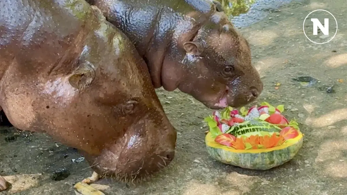สวนสัตว์เปิดเขาเขียว จัดเมนูโปรดให้หมูเด้งแอนด์เดอะแก๊ง ฉลองคริสต์มาส สวนสัตว์เปิดเขาเขียว จัดเมนูโปรดให้หมูเด้งแอนด์เดอะแก๊ง ฉลองคริสต์มาส