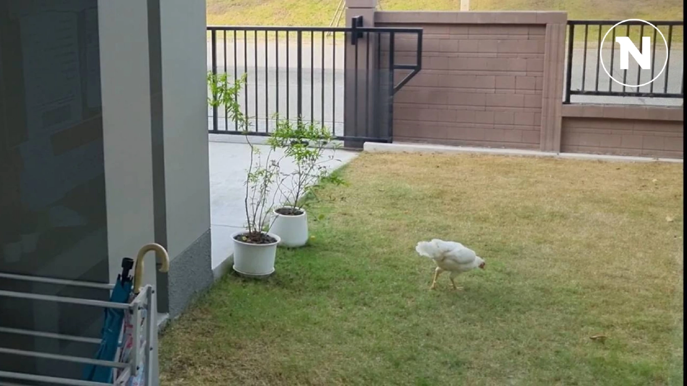 จากเพื่อนบ้านสู่ผู้ประสบภัย หนุ่มซื้อบ้านหรูแทบคลั่ง เจอไก่ขันเพื่อนบ้านขัน 24 ชม.