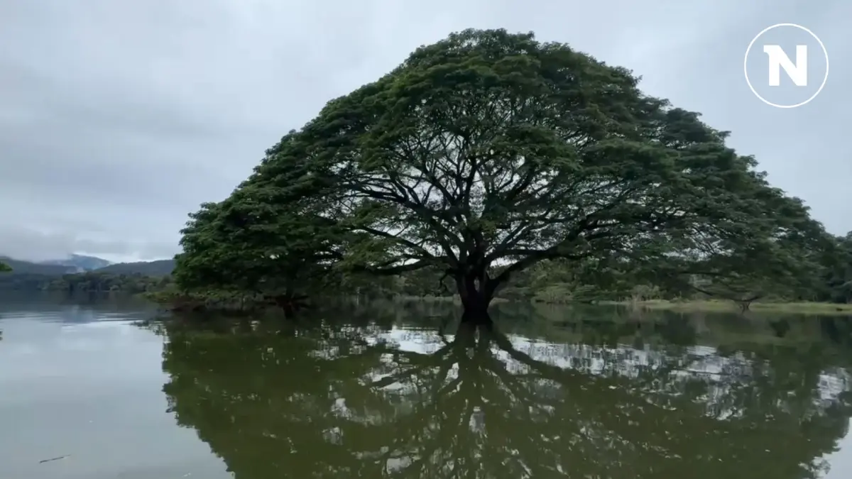 ล่องเรือชม "จามจุรียักษ์" กลางน้ำเขื่อนแม่งัดฯ อันซีนอำเภอพร้าว เชียงใหม่